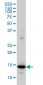 RPL36A Antibody (monoclonal) (M02)